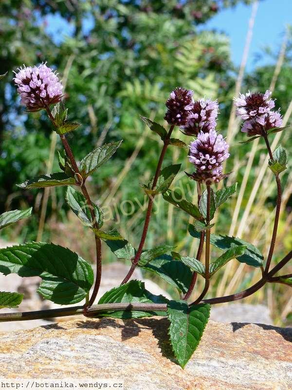 Máta kadeřavá nať řezaná